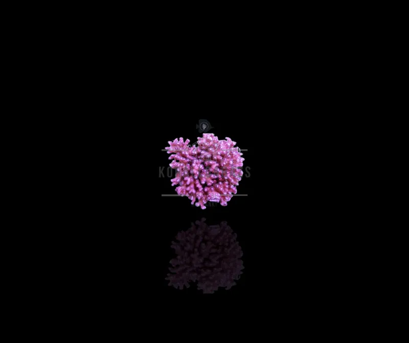Pocillopora Eydouxi (Pink)